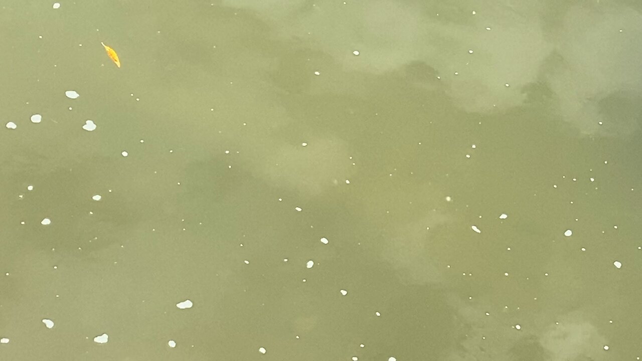 Minnows of the Humber River 66