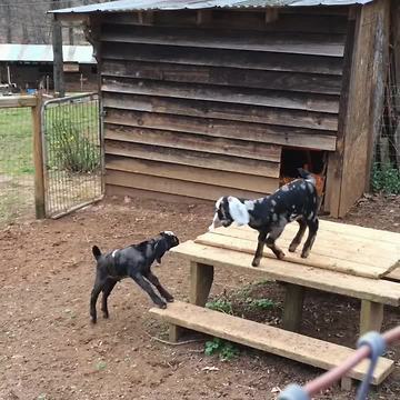 Baby goats play outside for the very first time