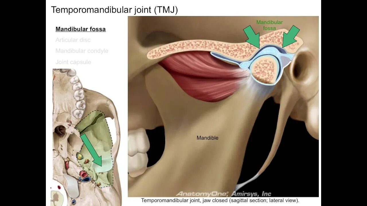 Infratemporal fossa