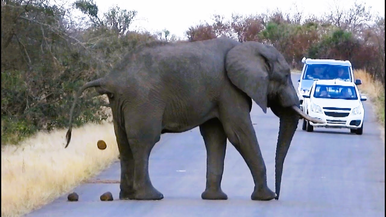 Day 11 - Traffic stopped by two elephant bulls on the road at Kruger NP