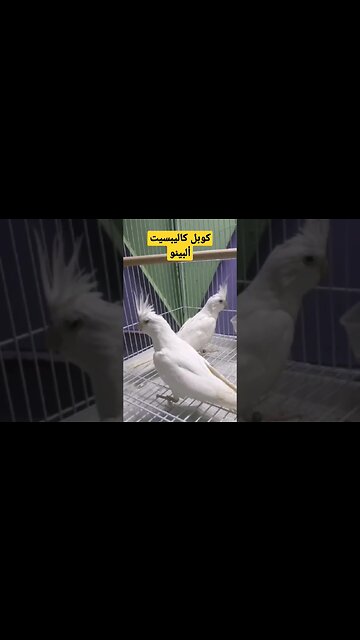 كوبل كاليبسيت ألبينو ناذرة