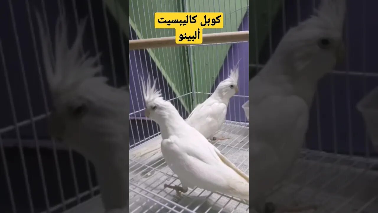 كوبل كاليبسيت ألبينو ناذرة