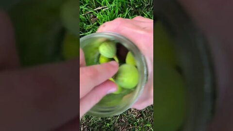 Incredible Edible FIG! 👋😋🌳#shorts #viral #trending #tiktok #health