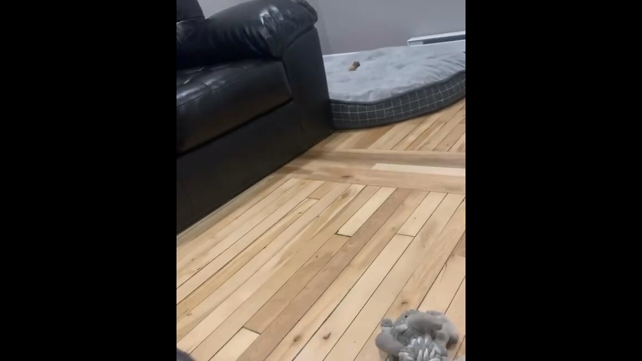 Puppy and a Rubber Chicken