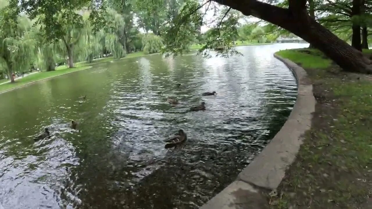 Boston 4K - Boston Public Garden Fall #ducks #ducksswimminginpond and of course some #wedding views