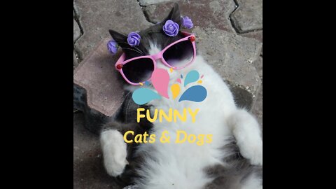 Funny Cats & Dogs