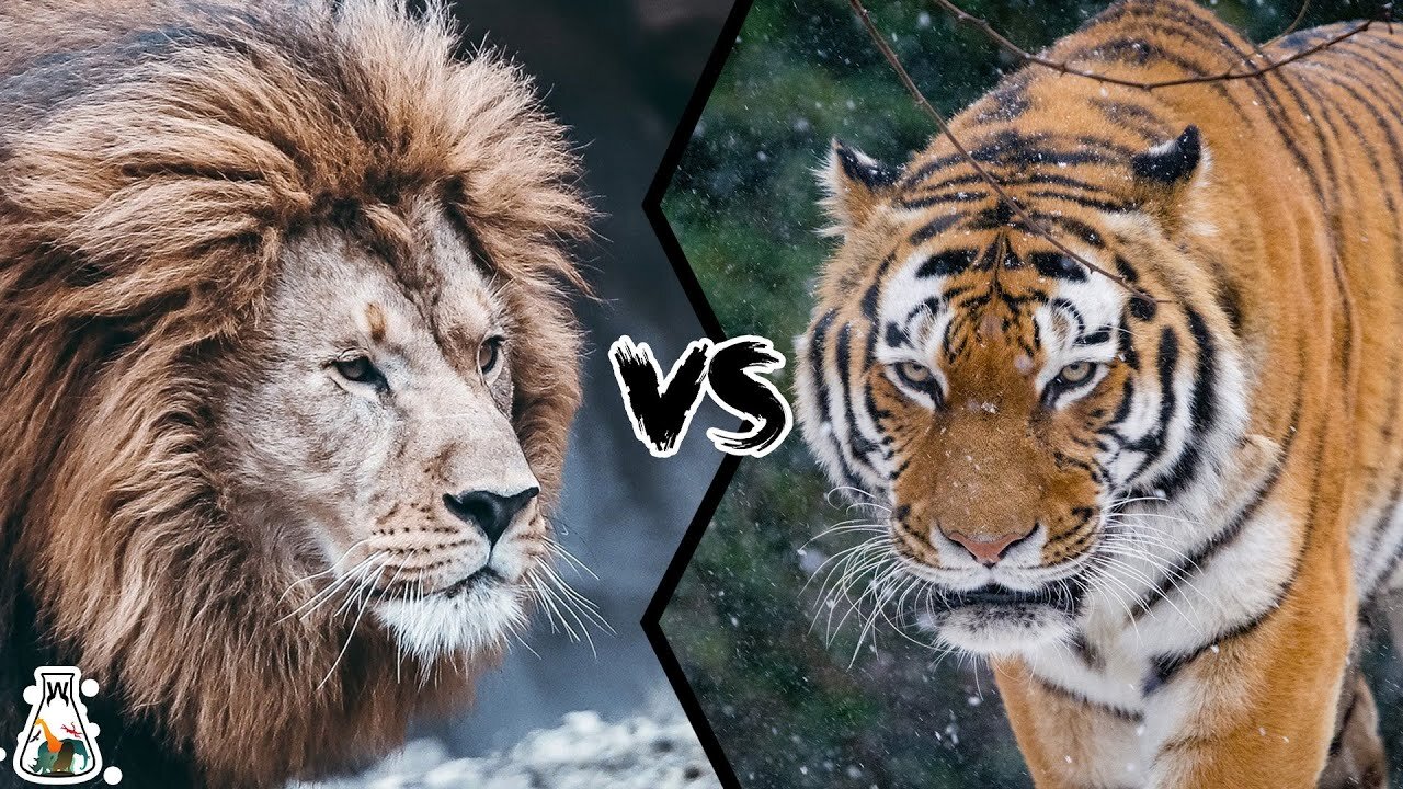 Lion Vs Tiger / Tiger Vs Lion - Aspin.