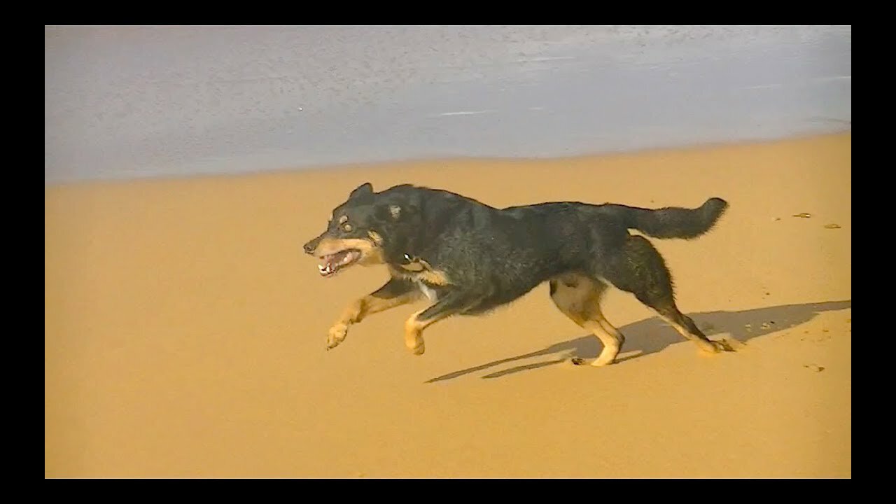 These Dogs Can Run Faster Than Usain Bolt