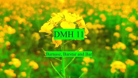 DMH 11