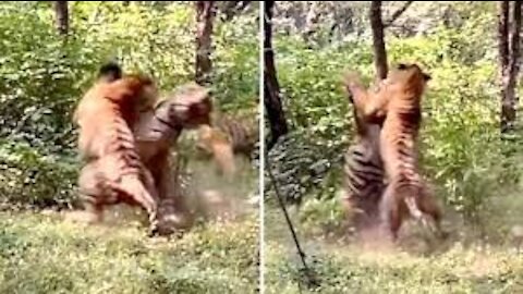 Insane!!! 2 full-grown Tigers engage in territorial fight