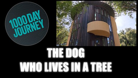 1000 Day Journey 0239 The Dog Who Lives in a Tree