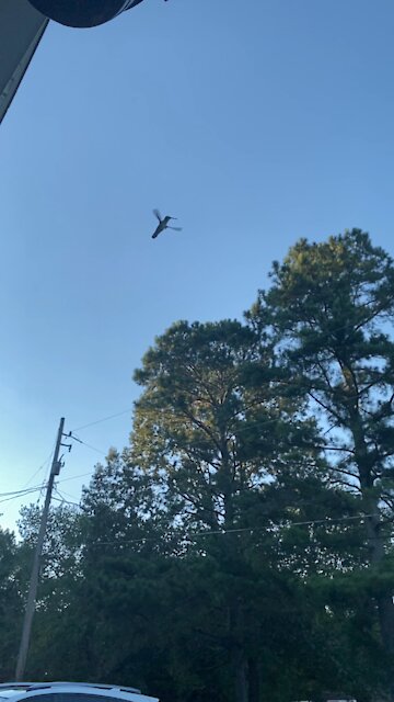 Humming Bird in Slow Motion