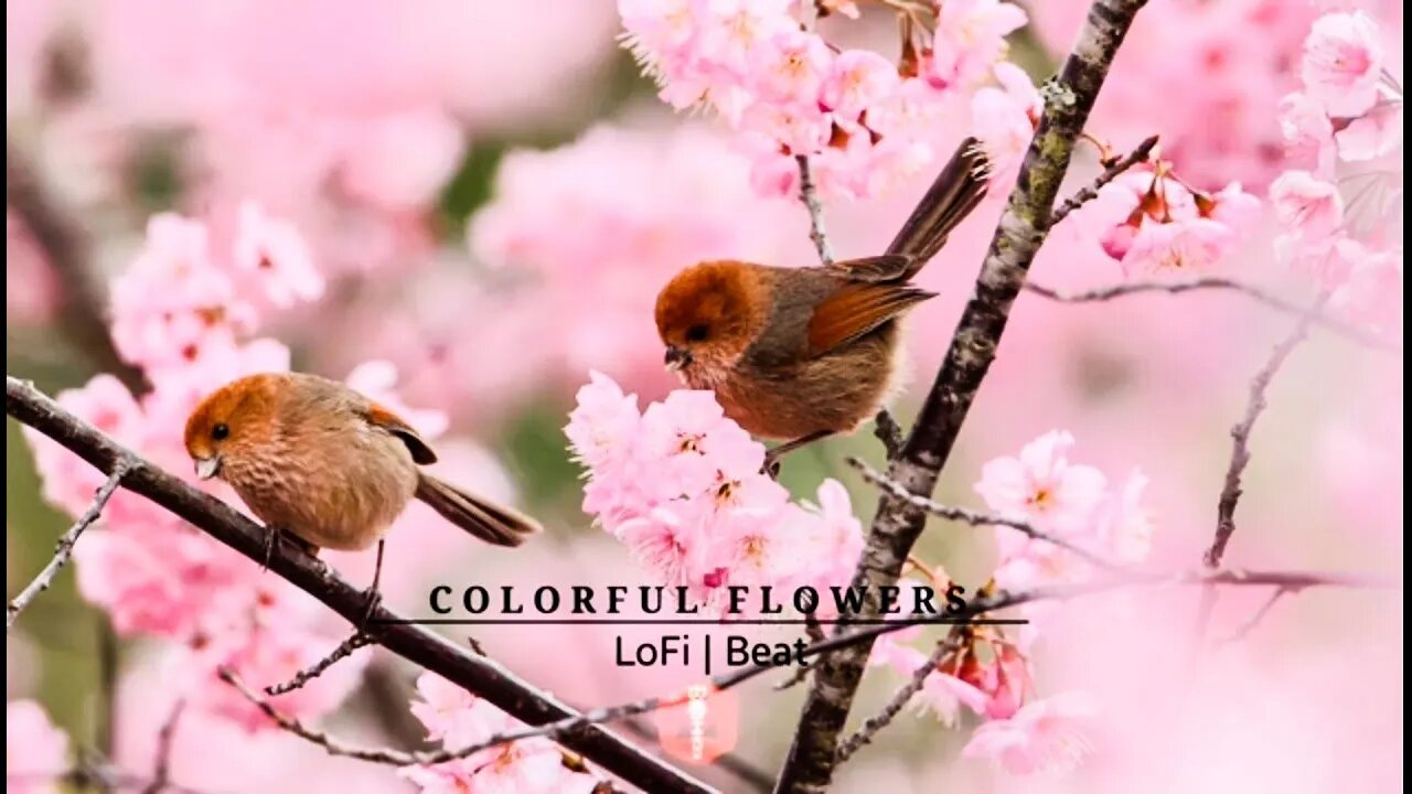 Chill LoFi Beat to increase your mood & relax | LoFi Beat | Colorful Flowers by Tokyo Music Walker