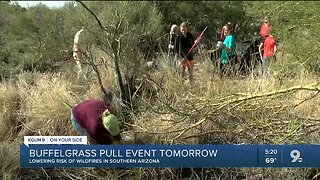 8th-grader leads Bufflegrass, Fountaingrass pull events to make communities safer