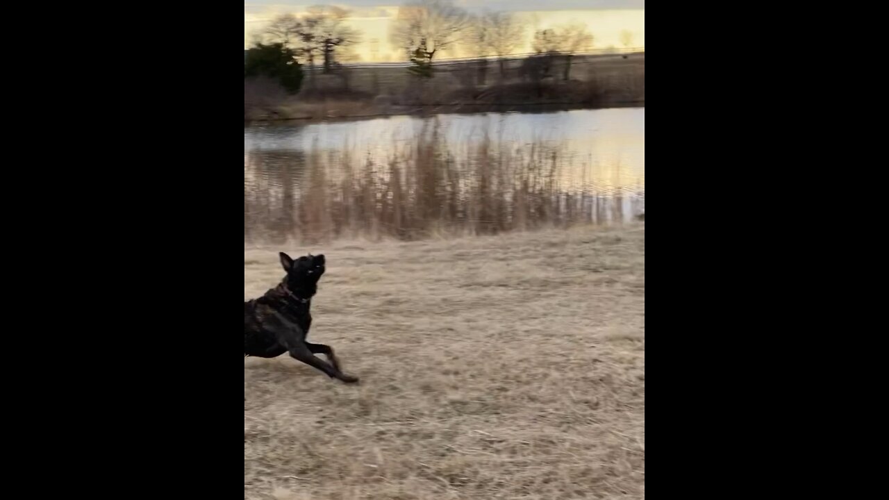 Frisbee Dog