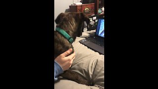The Dogs aren’t too sure about this one