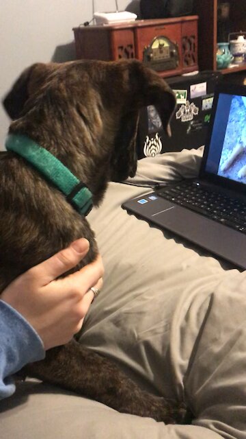 The Dogs aren’t too sure about this one