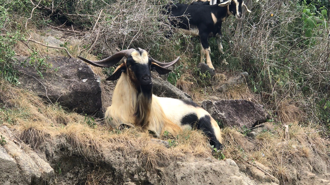 The intense glare of an old mountain goat