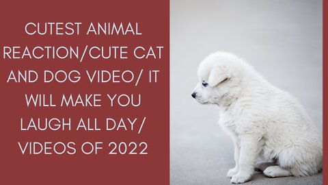 cutest animal reaction/cute cat and dog video/ it will make you laugh all day/ videos of 2022