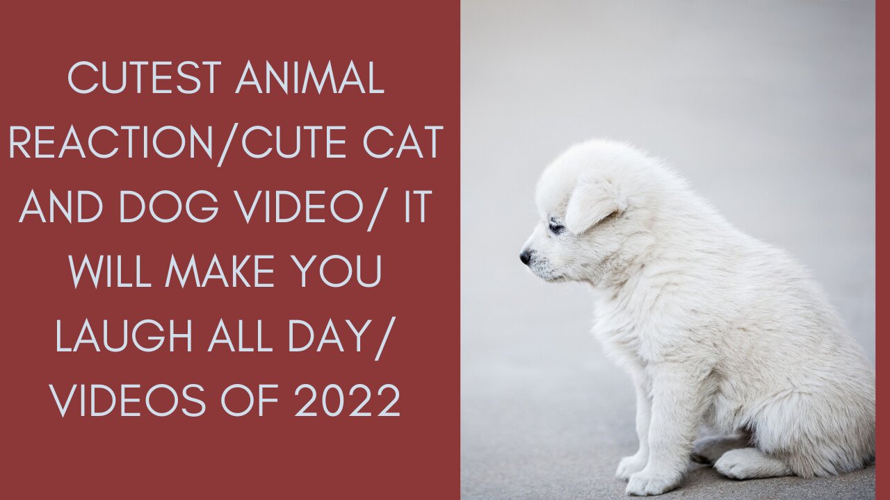 cutest animal reaction/cute cat and dog video/ it will make you laugh all day/ videos of 2022