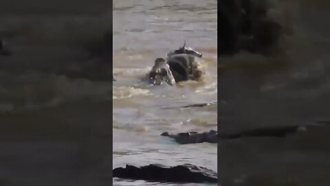 zebra lutando com jacaré