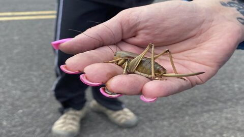 ‘Biblical’ swarms of Locusts attack Oregon & a already suffering US food and farming industries