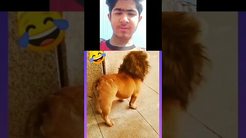 Reaction video dog into the loin #shorts