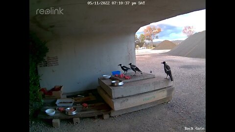 Magpies 5:11 7 08