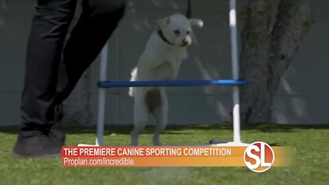 Akbar Gbajabiamila talks about the Purina Pro Plan Incredible Dog Challenge