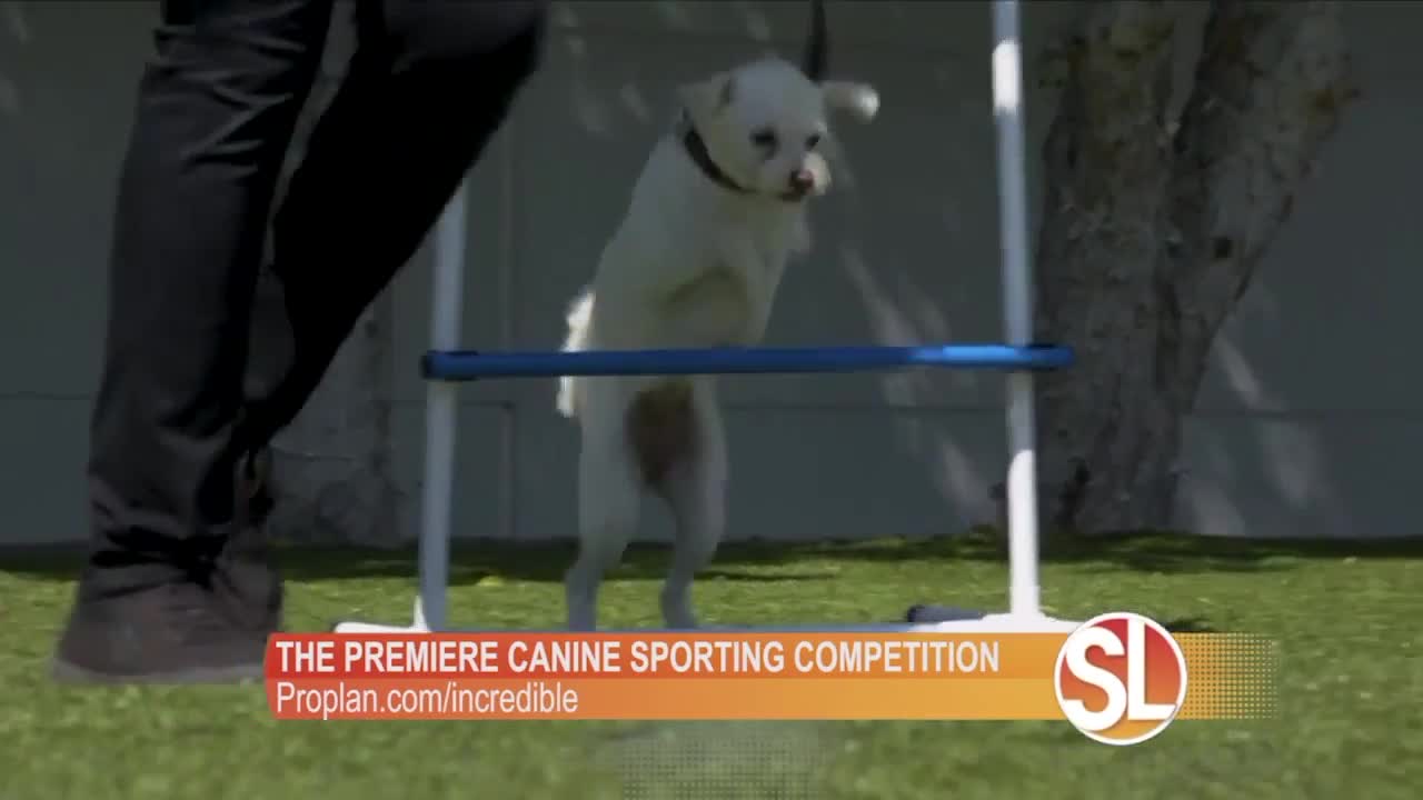 Akbar Gbajabiamila talks about the Purina Pro Plan Incredible Dog Challenge