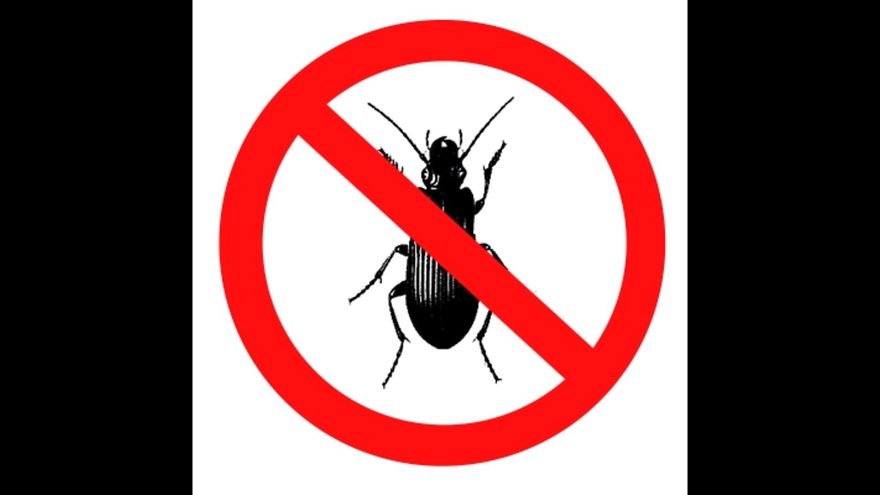 The David Knight Show - THIS is Why You DO NOT Eat Bugs