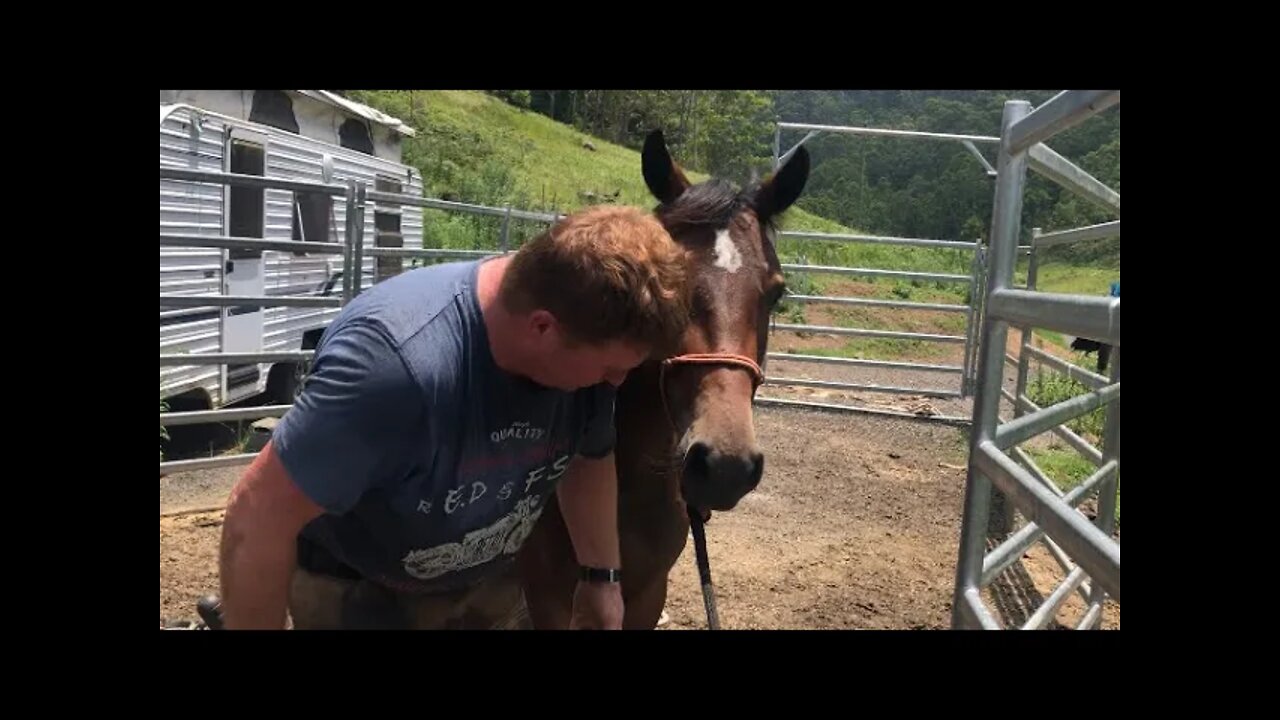 Brumby relaxing into her foot trim as she learns to trust farrier