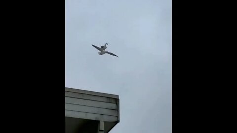 Bird riding a bird