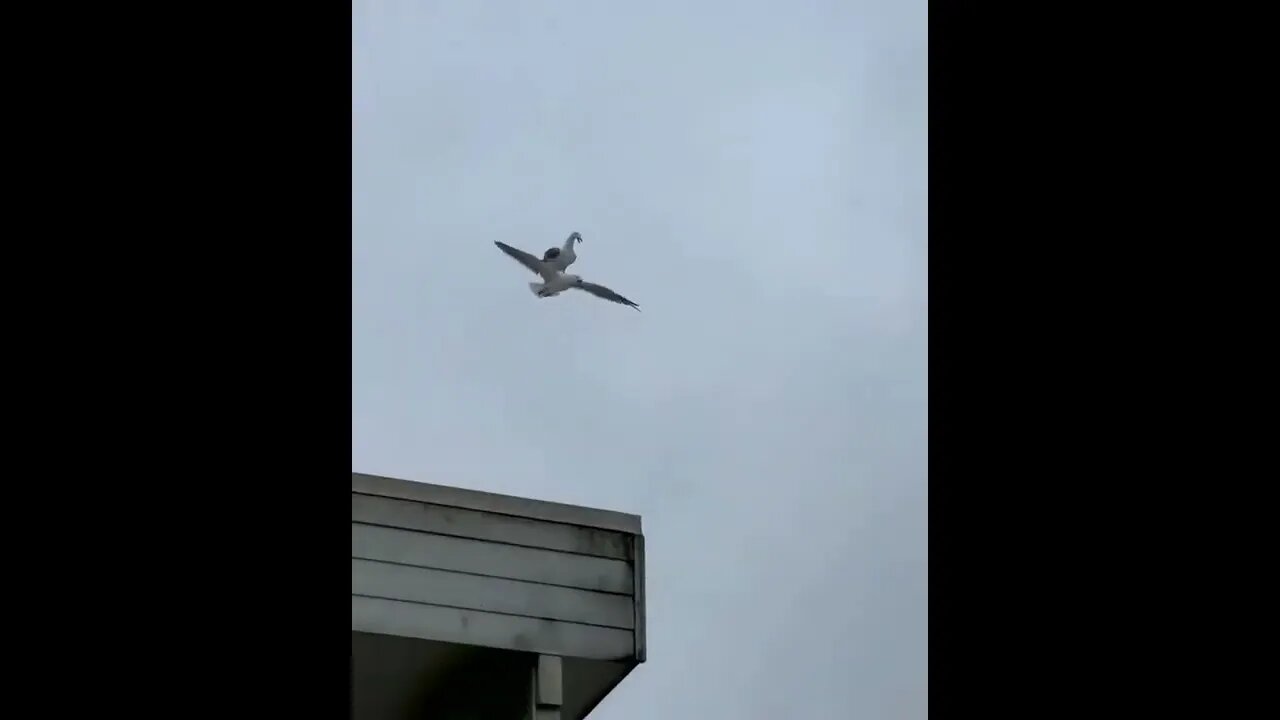 Bird riding a bird