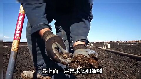 美国人净化污水，为什么还要用到蚯蚓？它们能起到什么作用？