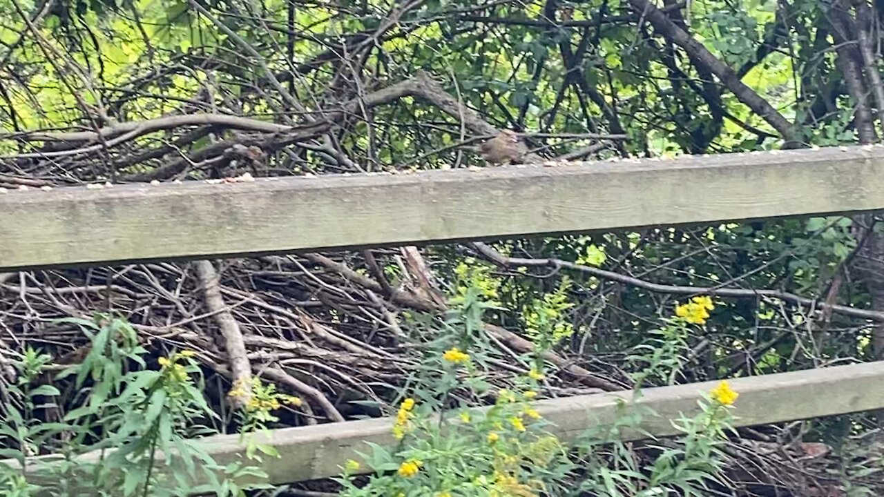 Cardinal fledglings James Gardens Toronto