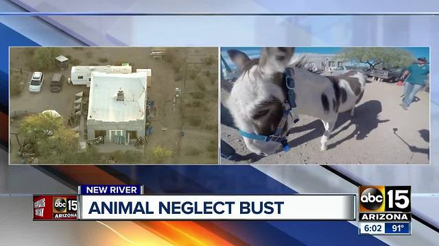 MCSO investigating alleged animal neglect at New River ranch