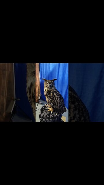 EUROPEAN EAGLE OWL UP CLOSE!