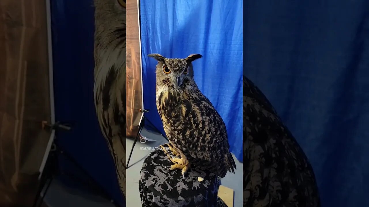 EUROPEAN EAGLE OWL UP CLOSE!