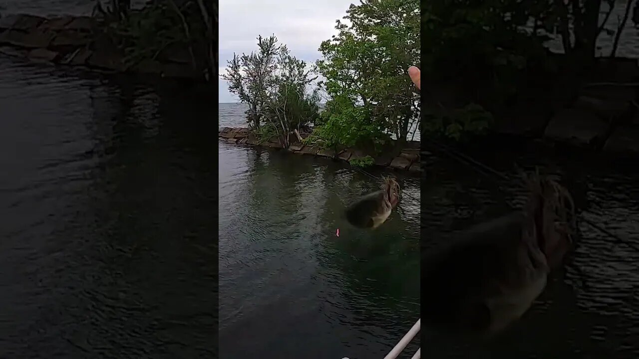 Catching a largemouth in the Lake Erie weeds!