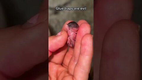 Mother and baby left to starve to death on a glue trap, while the homeowners went on vacation!