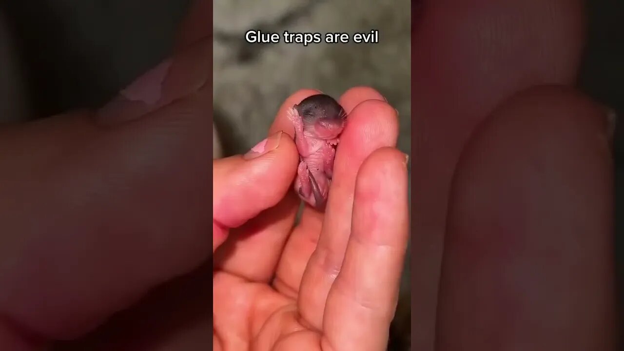 Mother and baby left to starve to death on a glue trap, while the homeowners went on vacation!