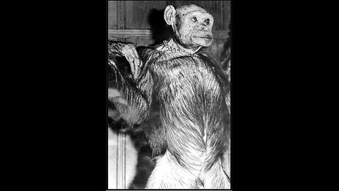 Can humans and apes make babies or breed?