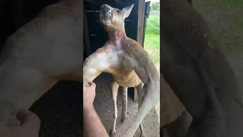 How kangaroo 🦘 has this type of muscle 😳😳 #viral #viral #saintpee #music #kangaroo #viralshorts