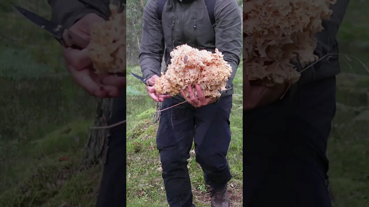 sparassis crispa aka cauliflower mushroom #cauliflowermushroom #sparassiscrispa #foraging