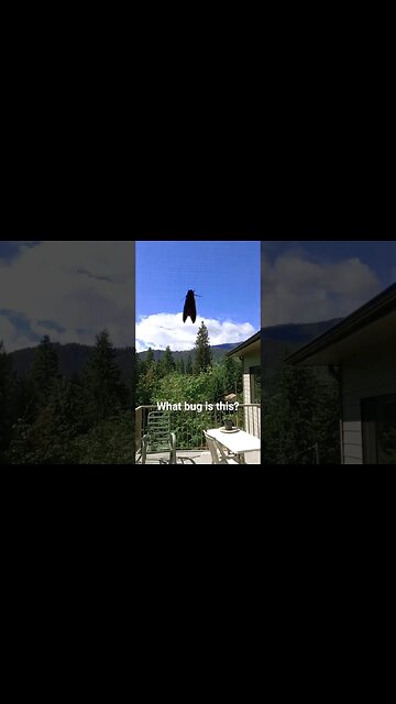 Found me a big bug to play with. #moths #shorts