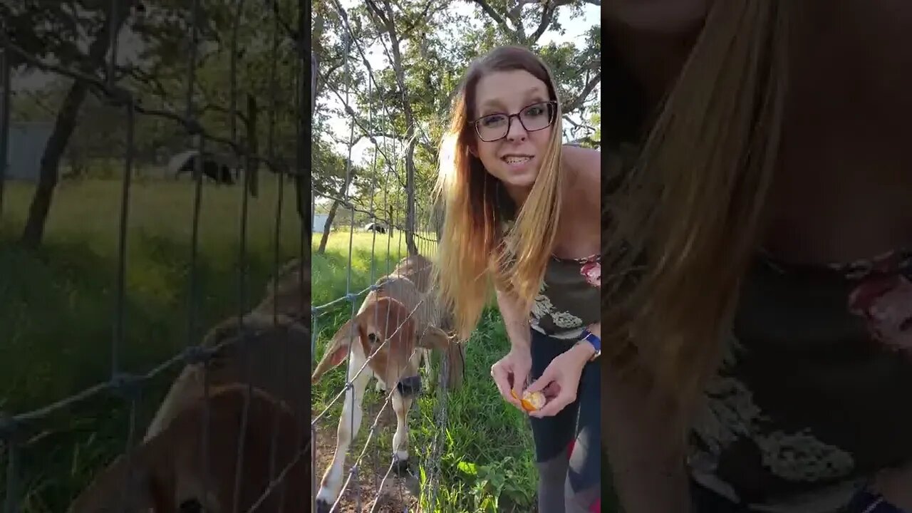 Farm Life SUCKS! :p #farmlife #farmvlog #farmgirl #cattle