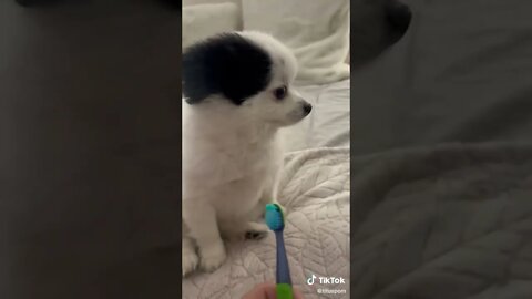 CUTE And FUNNY Dog Videos