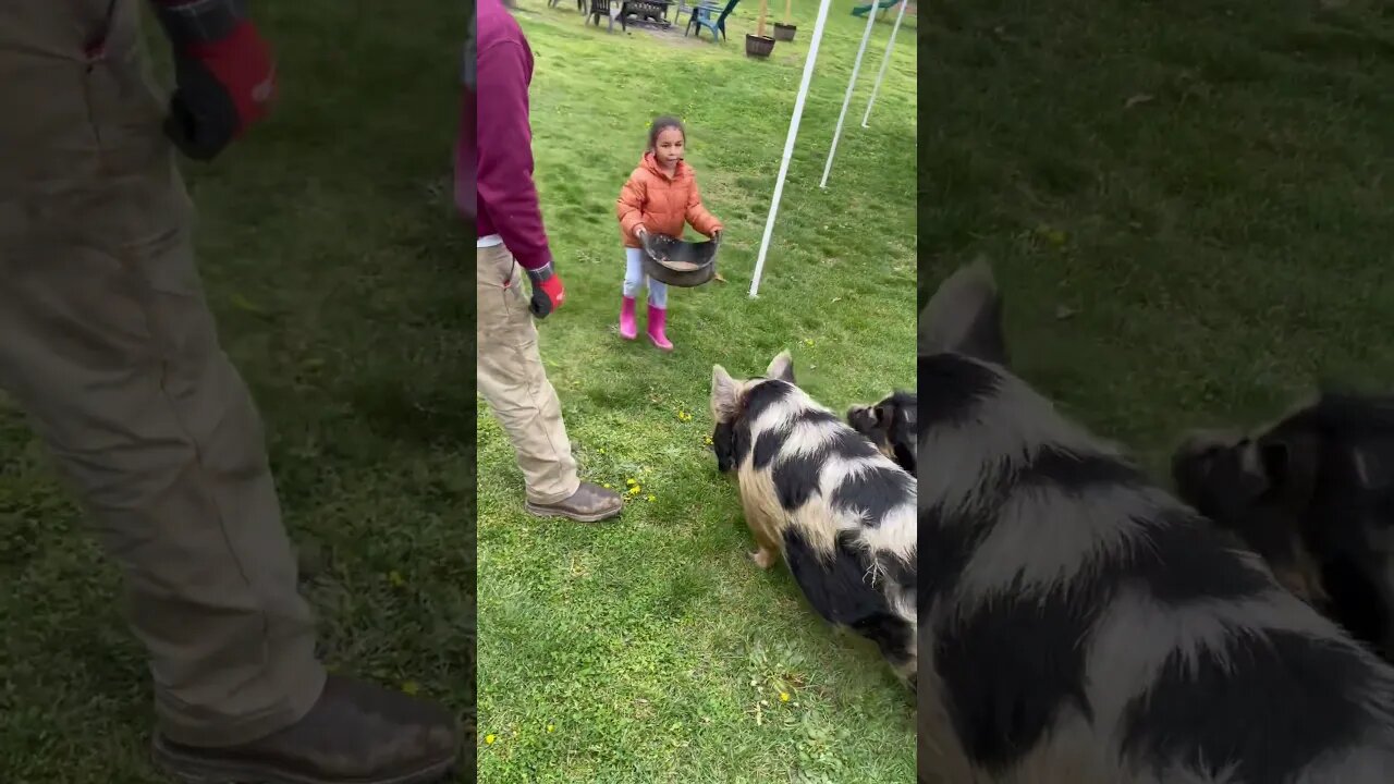 Good Morning🐷 #kunekune #fy #fyp #funny #farming #homesteading #smallfarm #smallyoutuber
