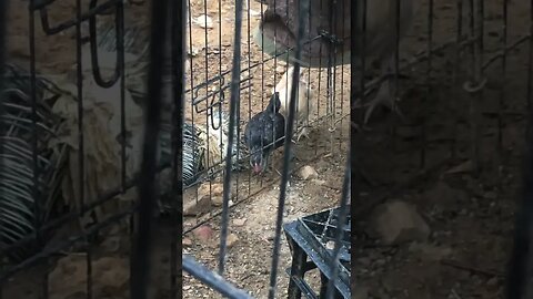 11 March 2023 baby chicks separated from their friend